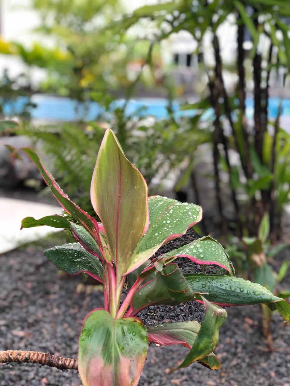 Tucan Resort & Spa Paramaribo Eksteriør billede